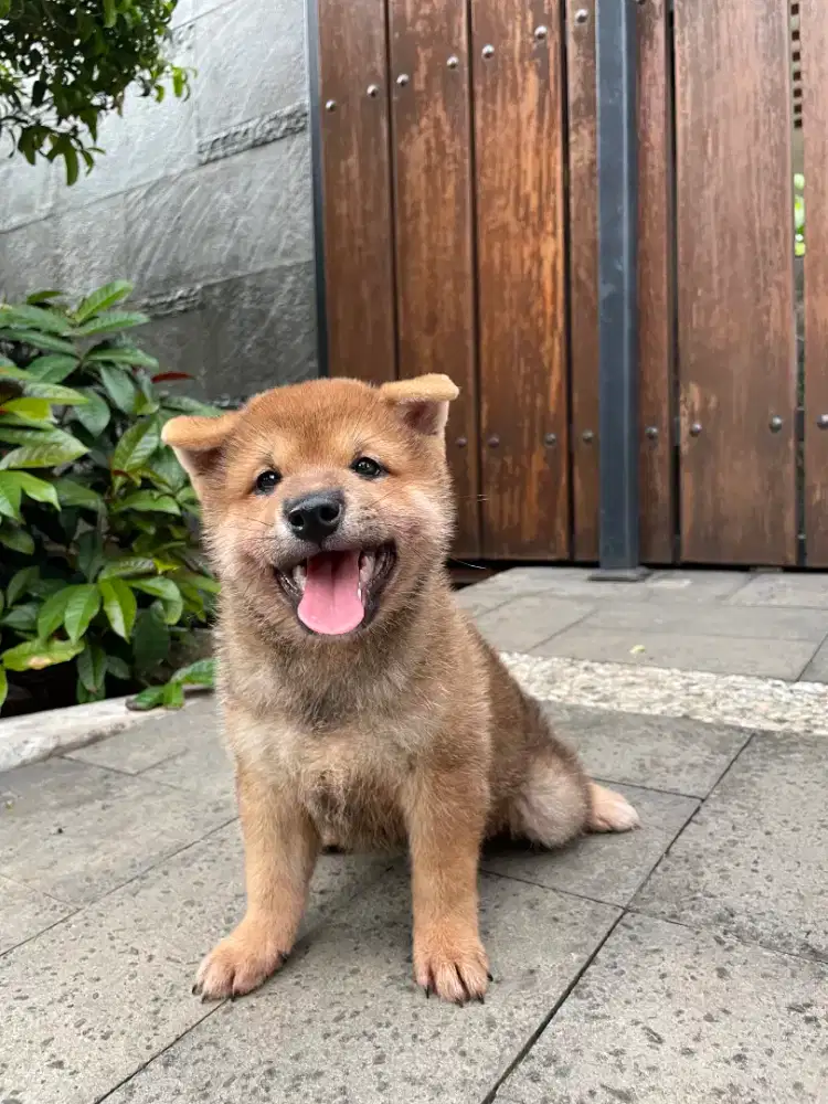 Male mame shiba inu