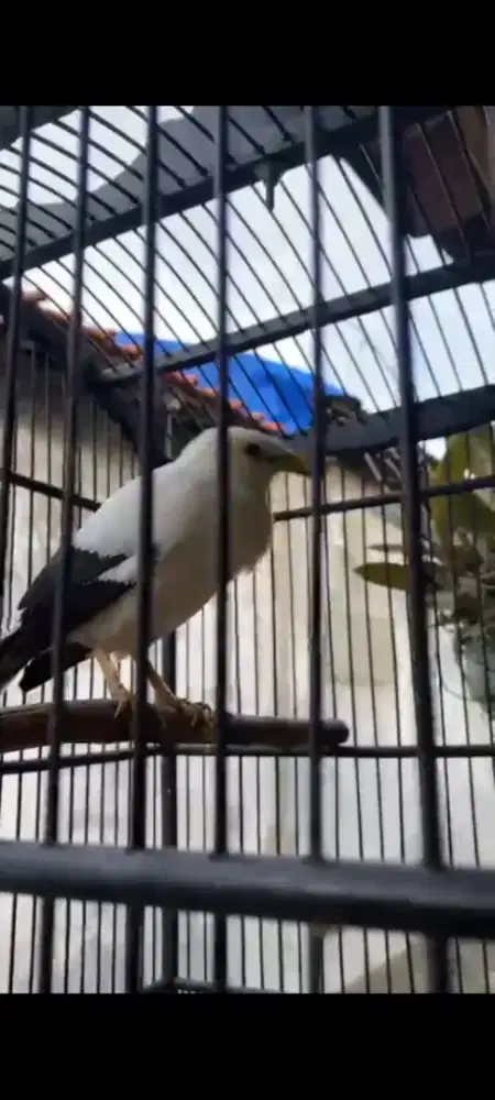 Jalak kebo receh gacor