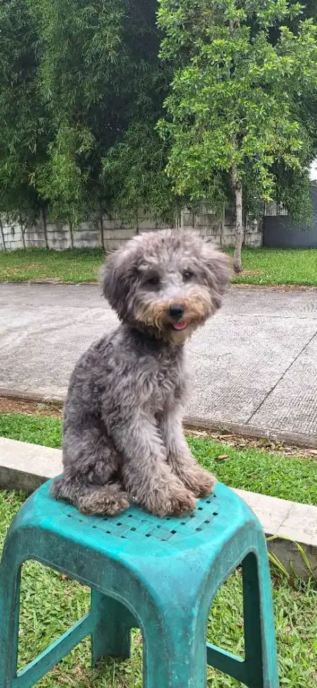 Dijual Silver poodle jantan anakan 5 bulan