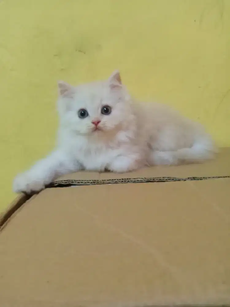 Kucing Persia Jantan Cream