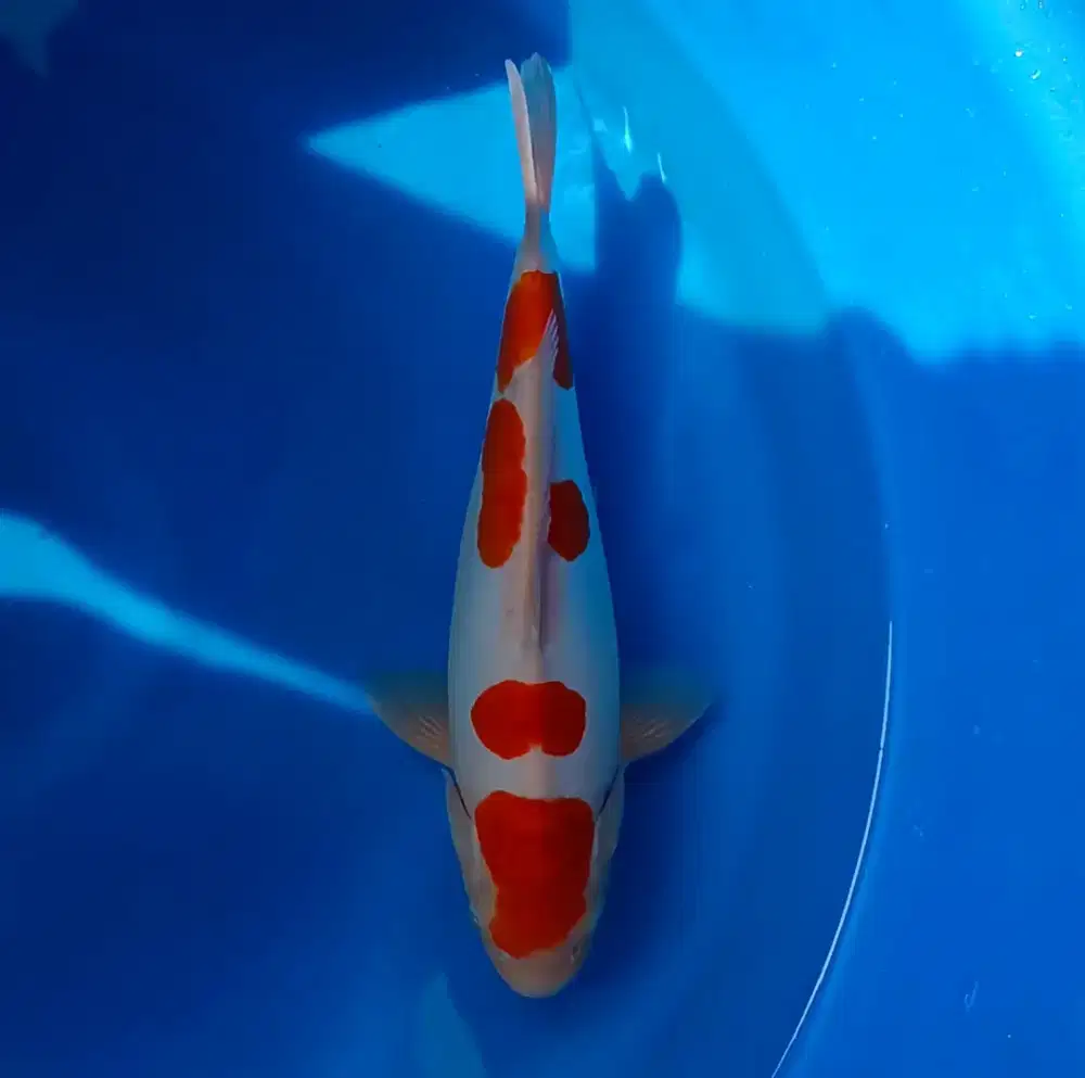Doitsu kohaku 35cm male