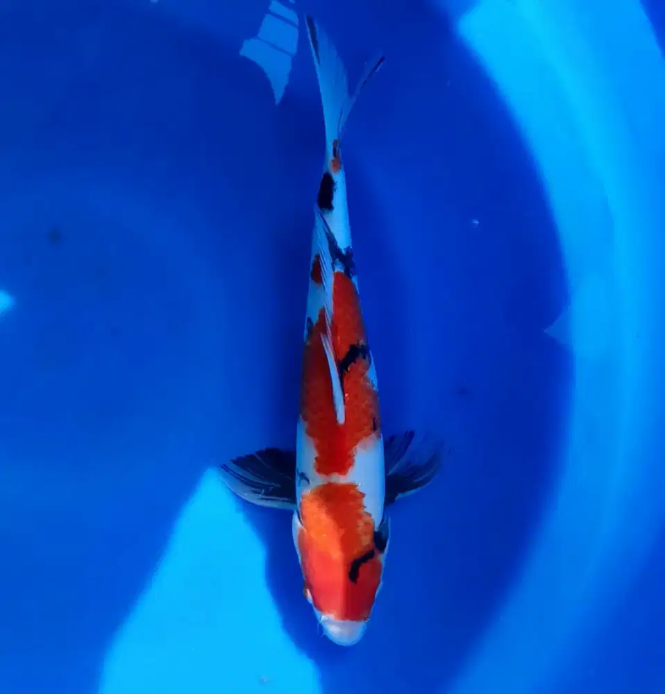 Showa 35cm up calon isfimewa