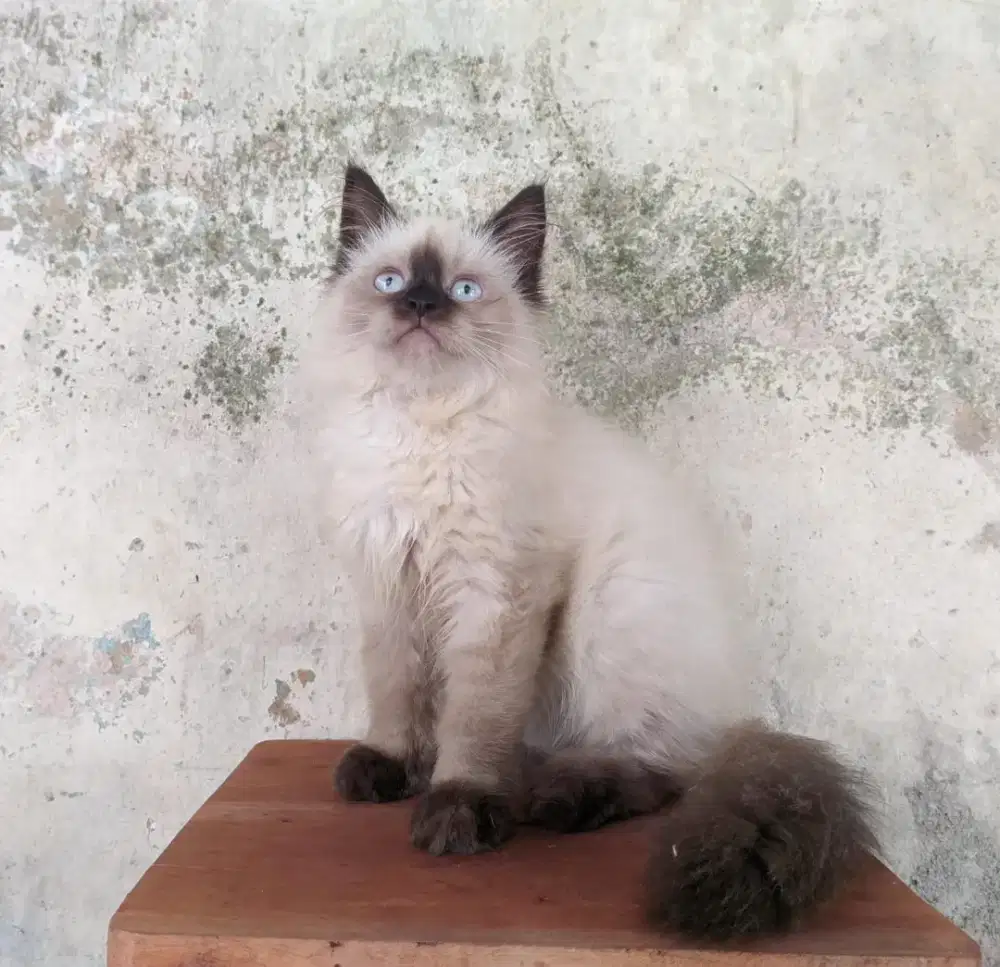 Kitten himalaya
