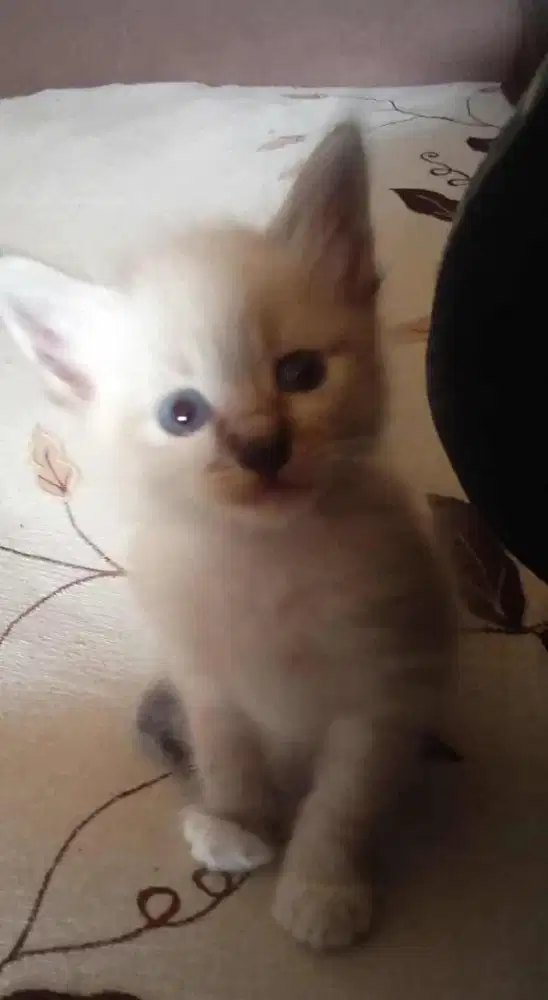 Kitten hima siam jantan