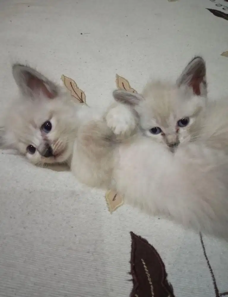 Kitten hima sepasang