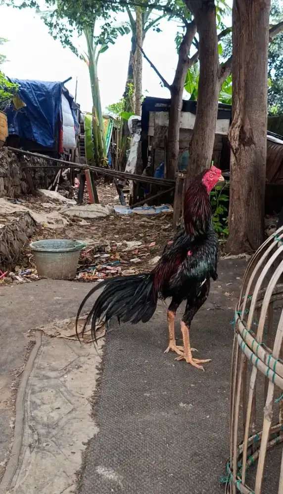 Ayam bangkok muda
