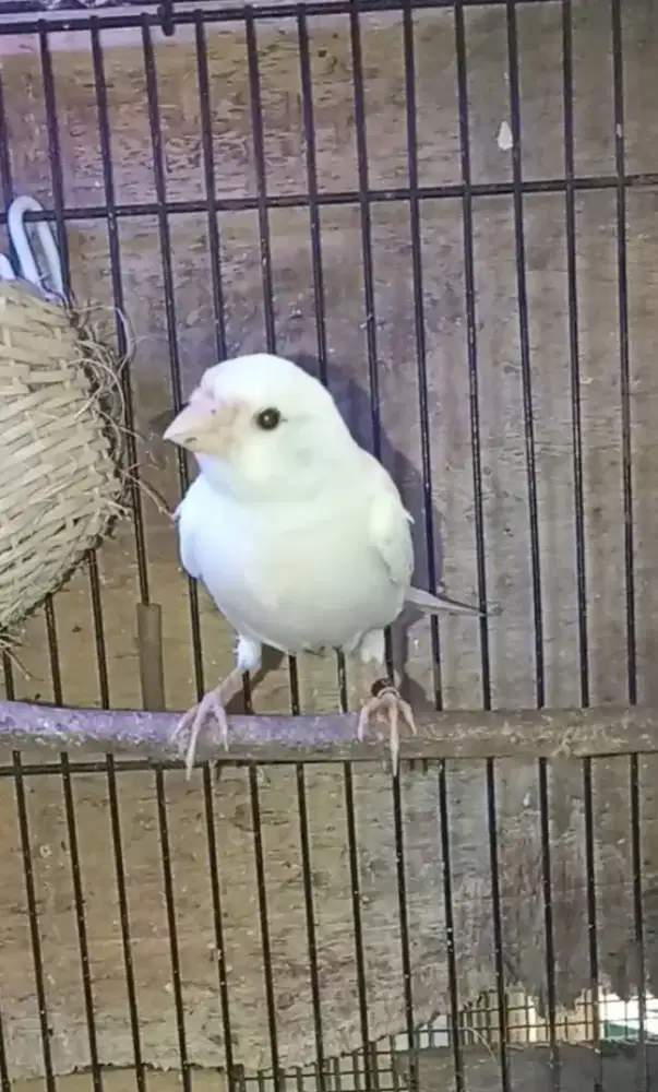 Kenari PAUD jantan silangan red mozaik