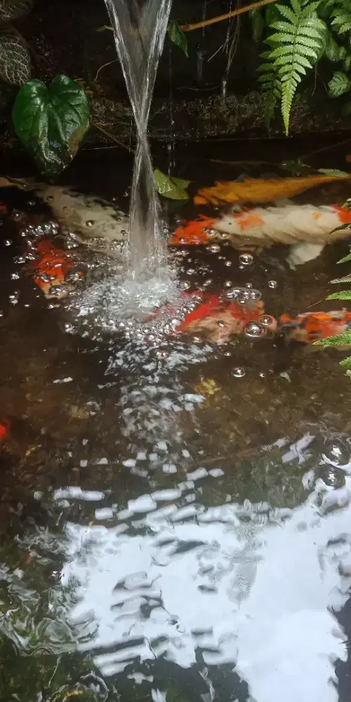 Ikan Koi Lokal sehat siap pelihara dan dipijahkan