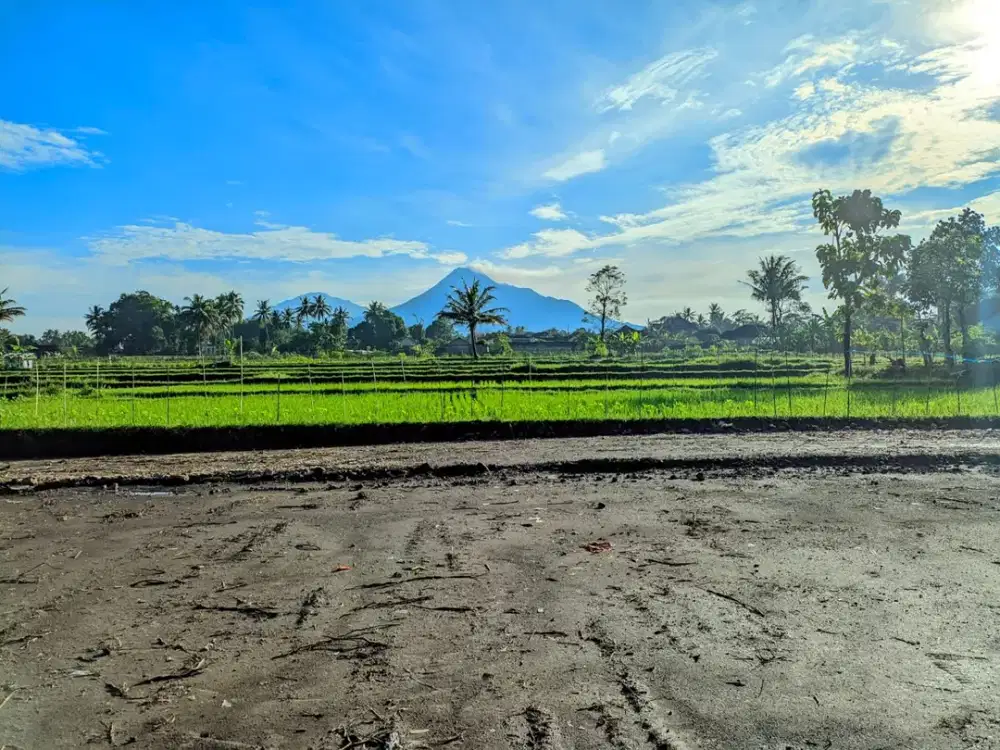 Tanah Pandowoharjo Siap AJB View Sawah & Gunung