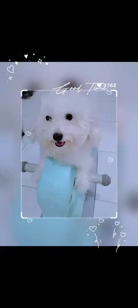 PEJANTAN TOY POODLE (TEA CUP) OPEN STUD