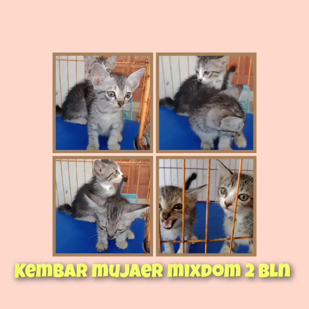 Kitten mujaer mixdom 2 bln