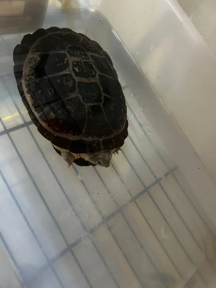 Kura Afrika Kura Pelusios NEGO