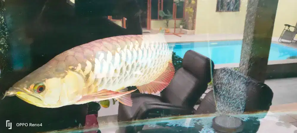 Jual arwana super golden red