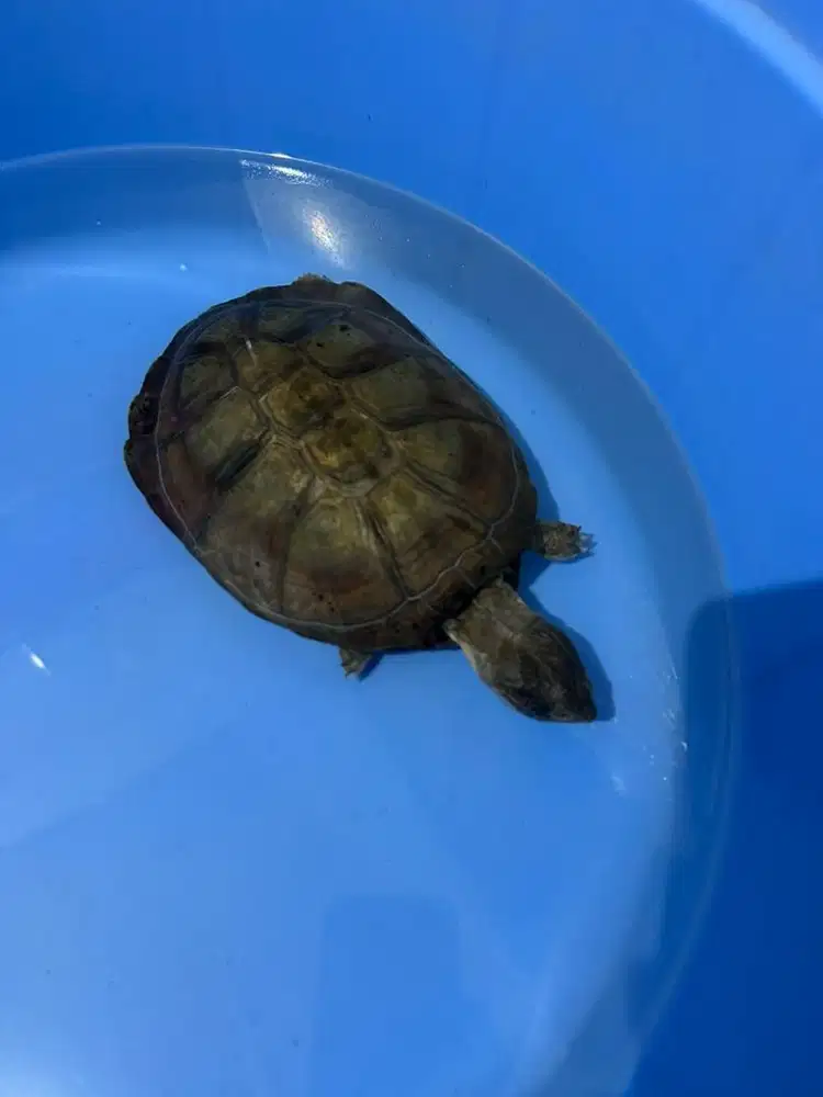 Kura Afrika Kura Pelusios NEGO