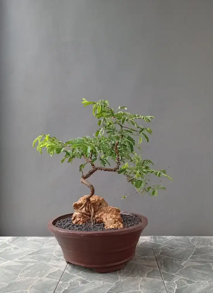 Bonsai asem Jawa on the rock antik