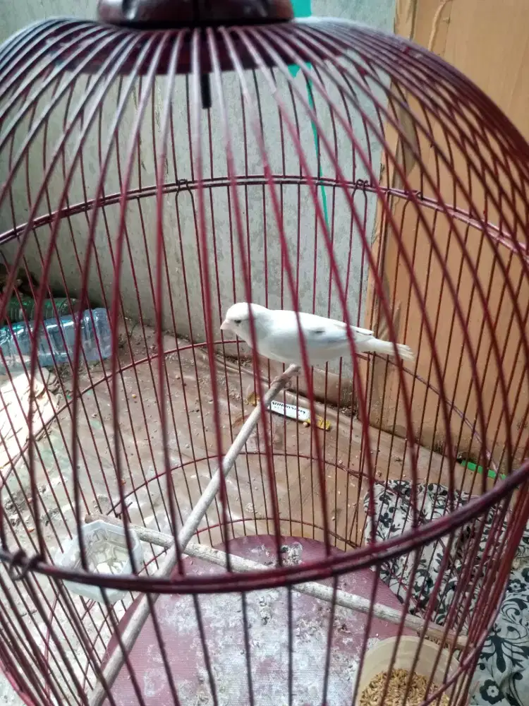 Kenari pocong AF.betina siapan.jual burung aja