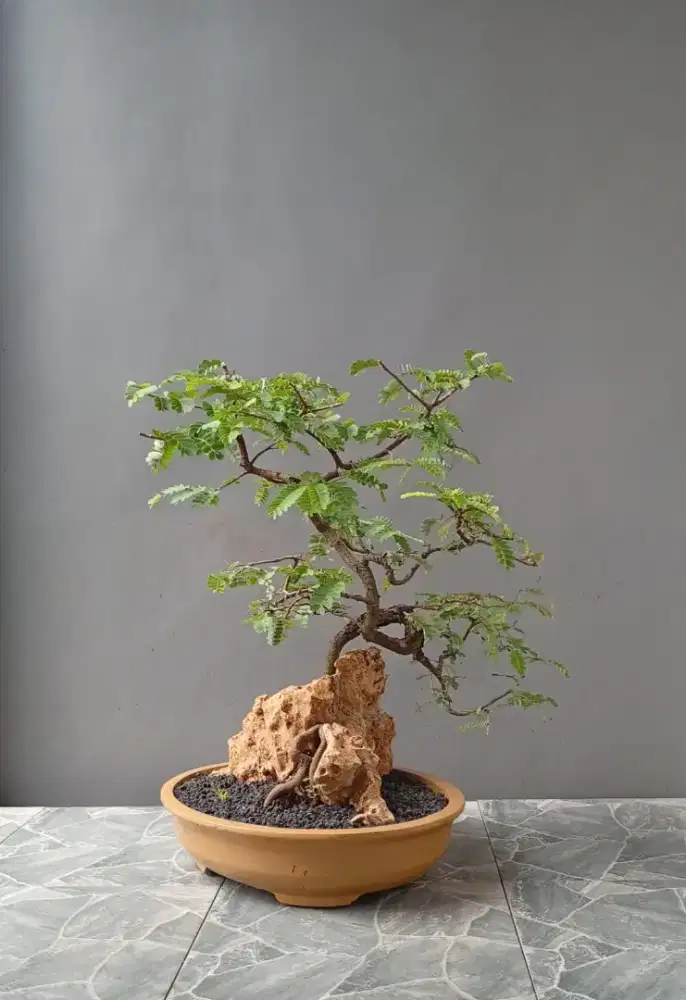 Bonsai hias asem Jawa on the rock