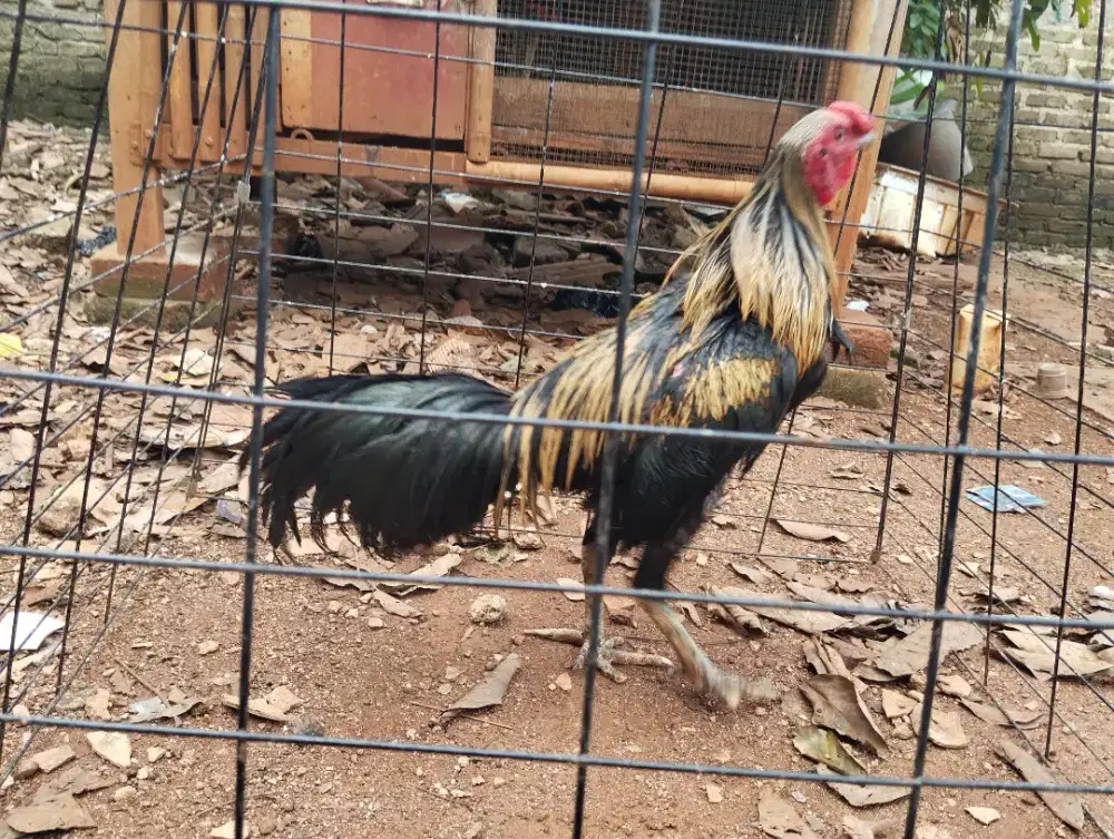 Dijual ayam Kampung Pama Bangkok
