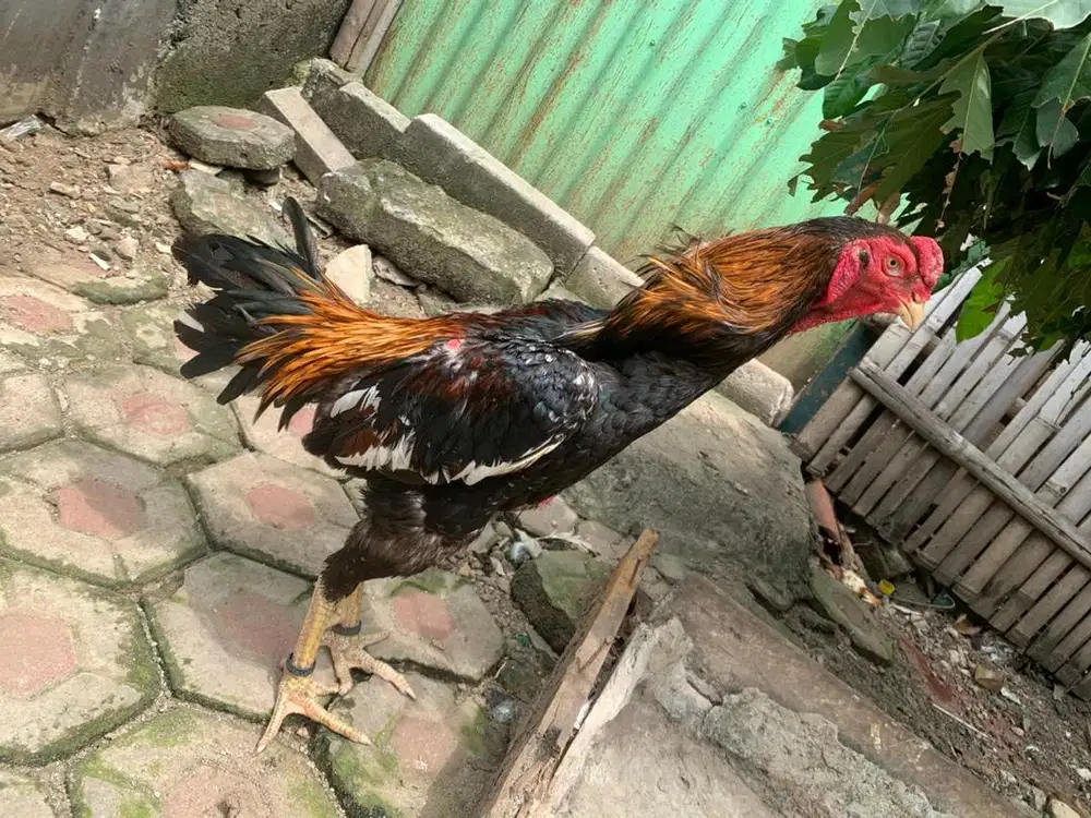 Ayam shamo jantan