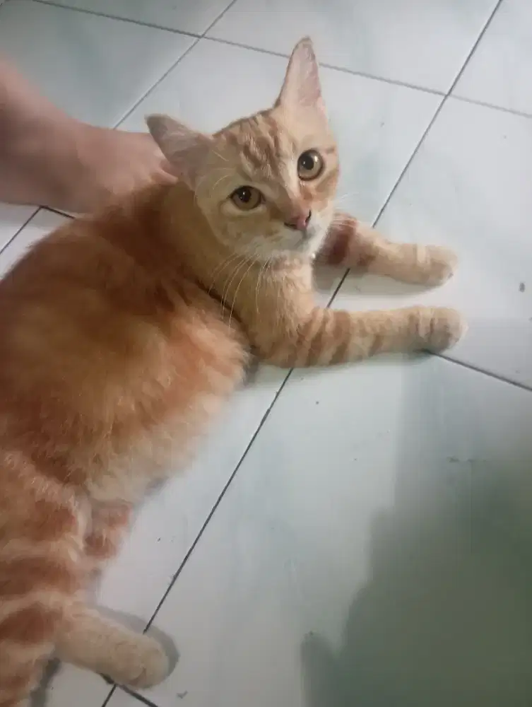 Open Adopt Kucing Betina