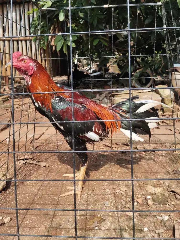 Dijual ayam BK Pakhoy Mangon
