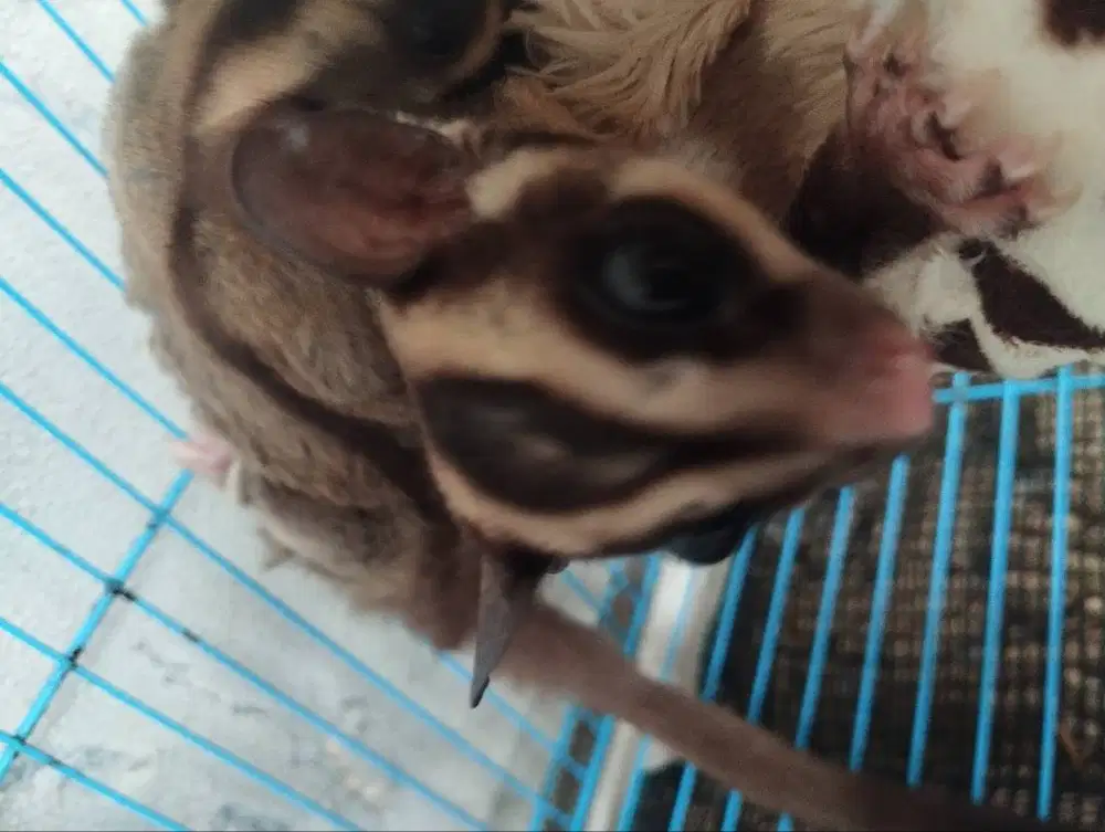 Clasig gray jantan usia 8 bulan, siap kawin.