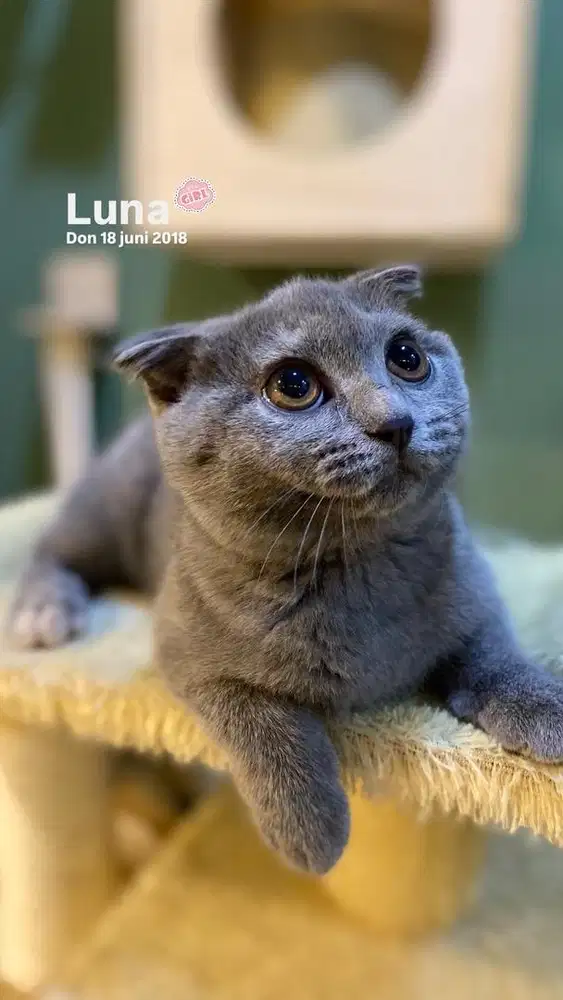 Scottish fold X BSH betina