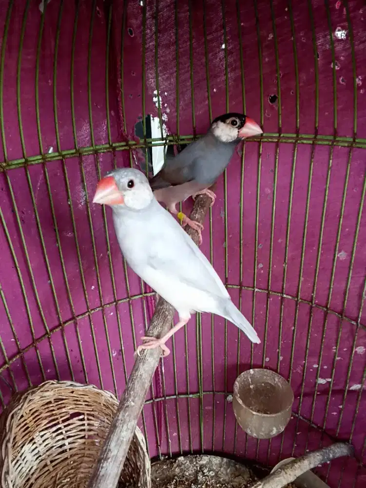 Sepsg gelatik siapan