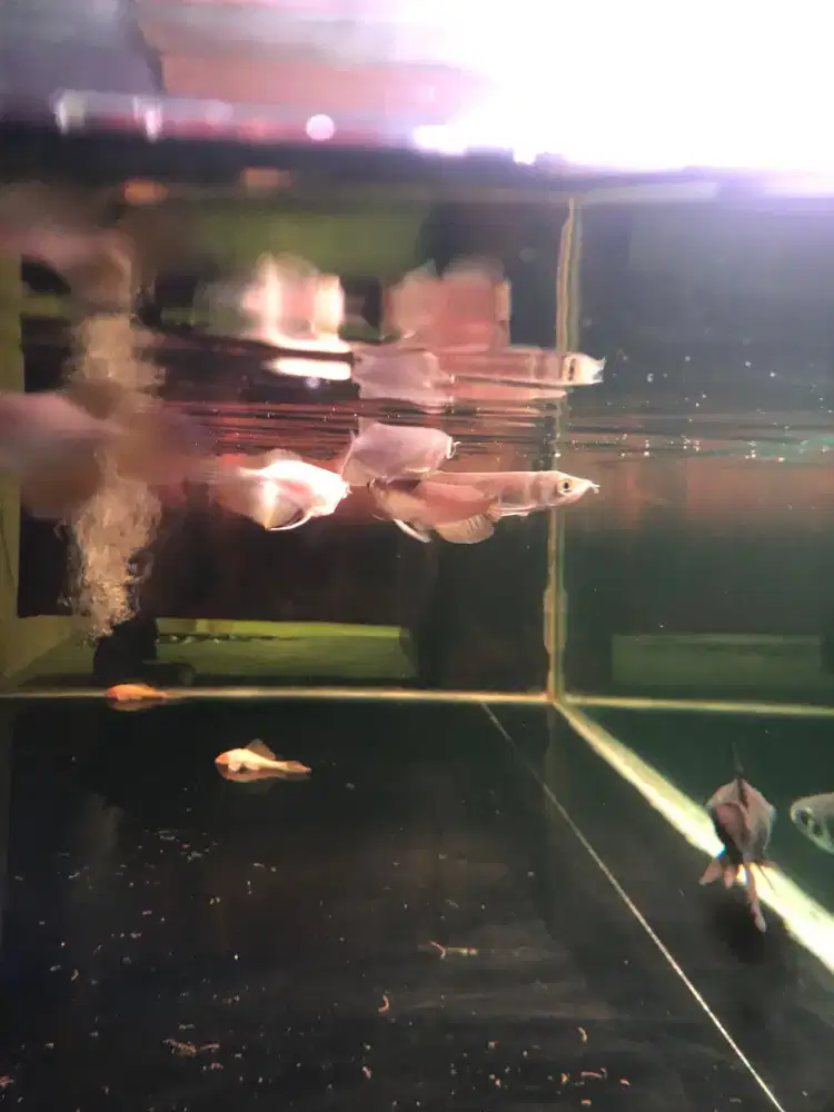 Baby Arowana Green Pino