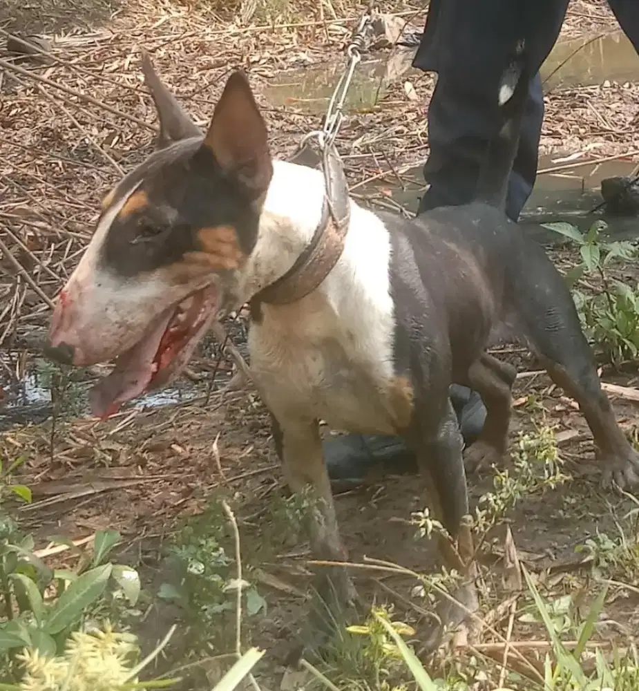 Anjing BULLTERIER bukan pitbull