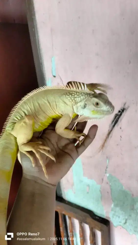 Reftil iguana red albino size juventiL