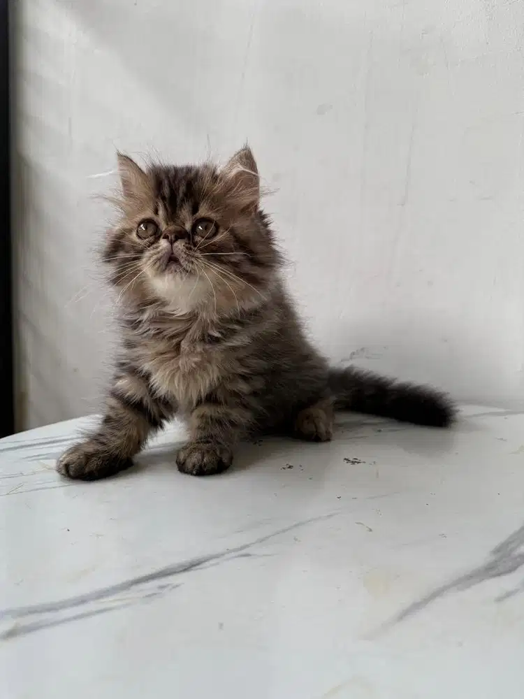 kucing persia jantan peaknose