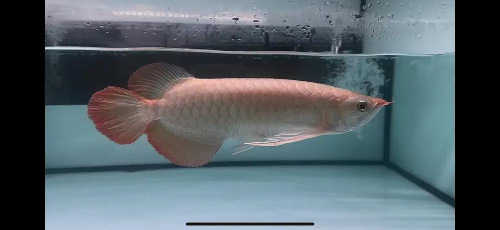 Super Red Arwana Slayer 35cm Harga Kosongin Tempat