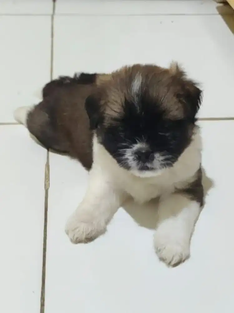 Anak shitzu jantan 2 bln