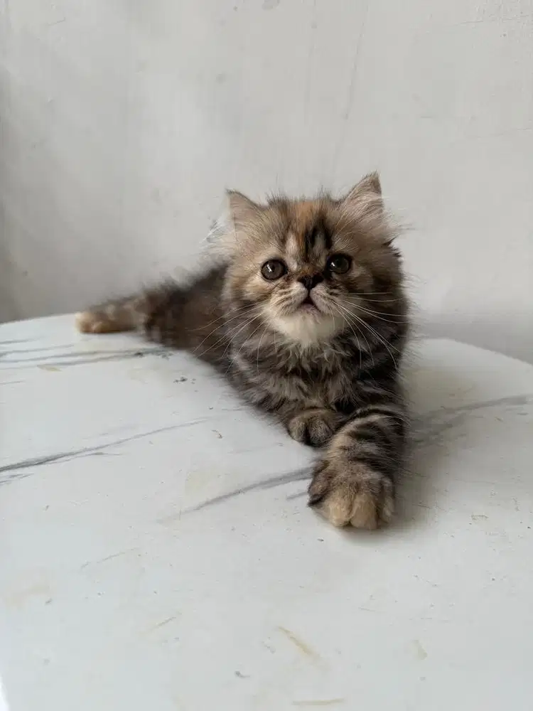kucing persia betina