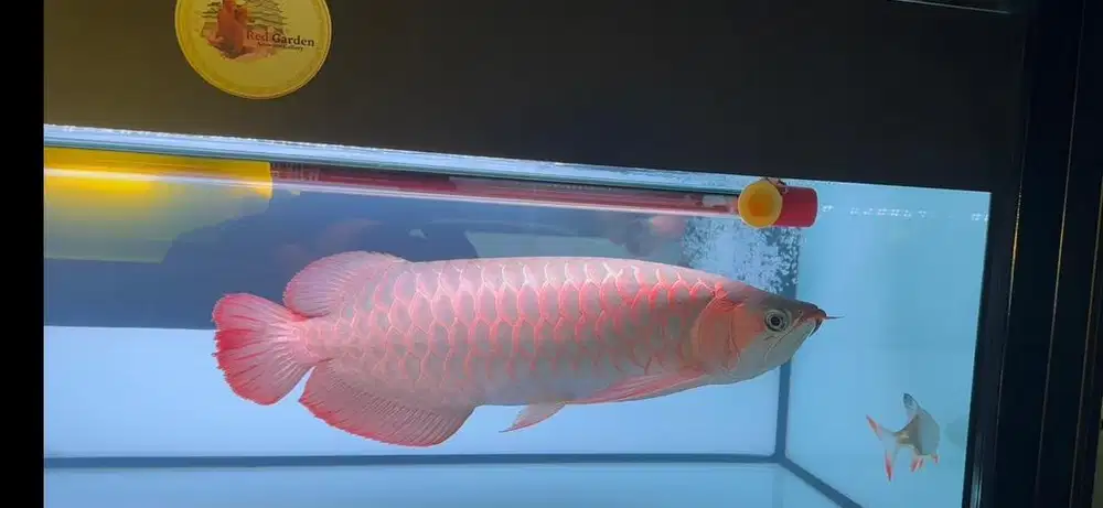 Super Red Arwana 50cm up Overall Manis Siap Tanning Harga Bersahabat