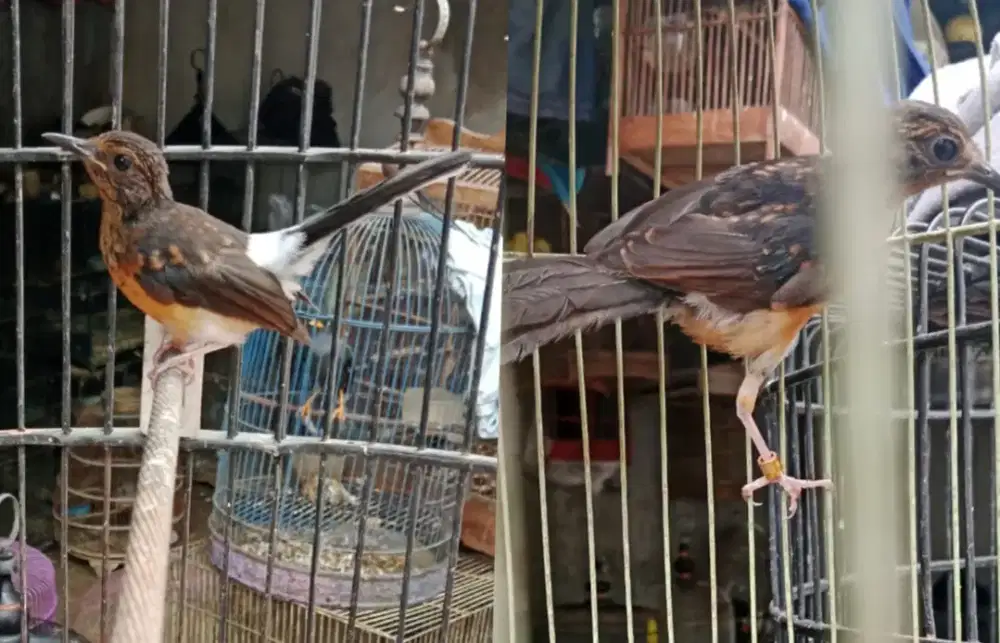 Burung murai batu trotol