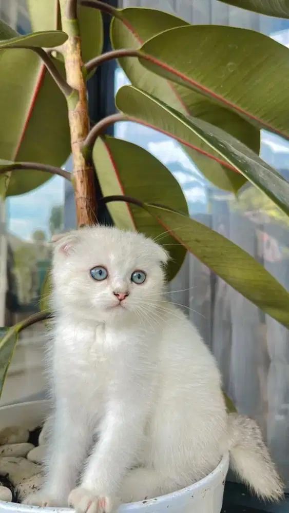 kucing scottish fold betina