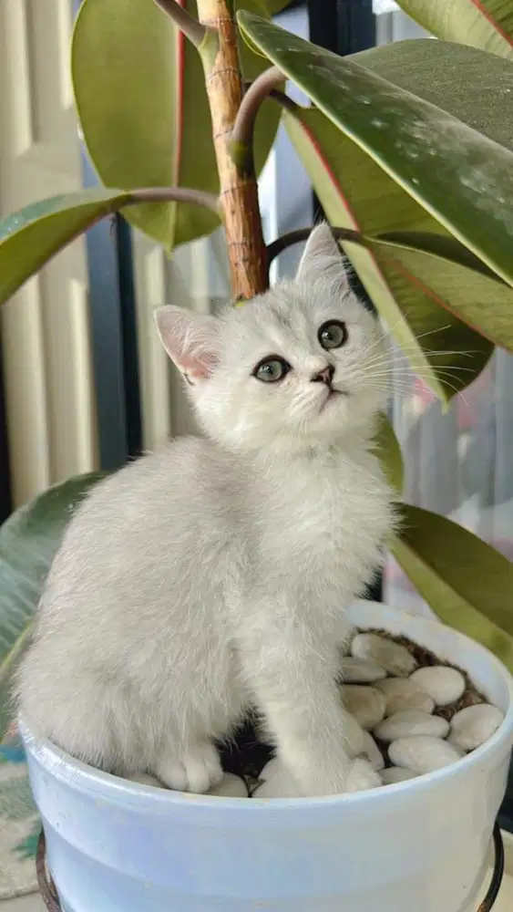 kucing scottish straight betina