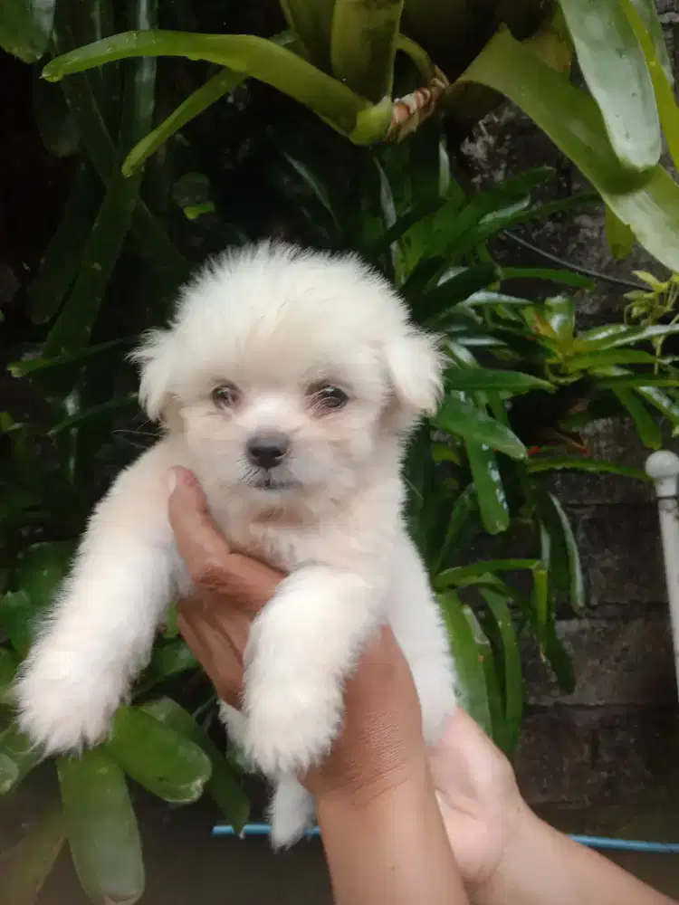 Maltipo usia 1,5 bln  obat cacing ok