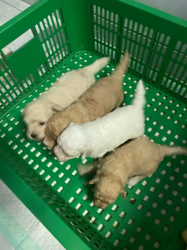 Anakan poodle x bicon