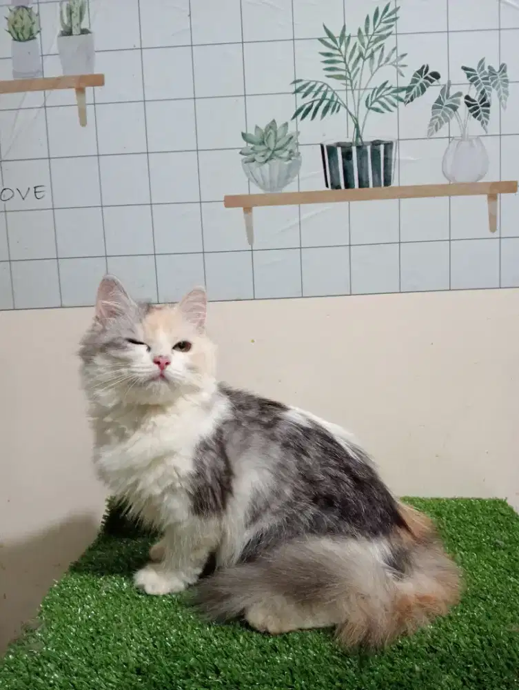 Kucing persia/Betina/4 bulan