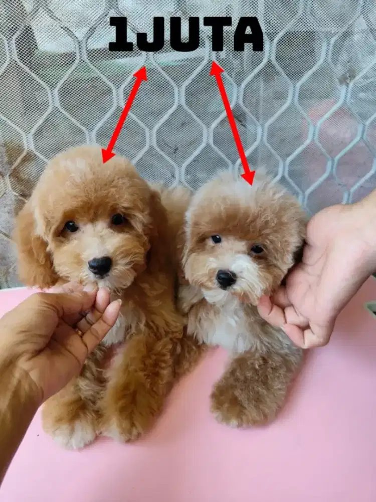 Dijual 2 ekor toy poodle jantan