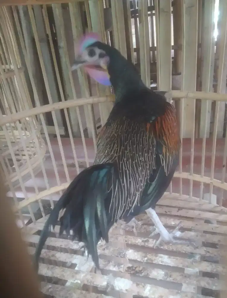 Ayam hutan hijau dewasa.