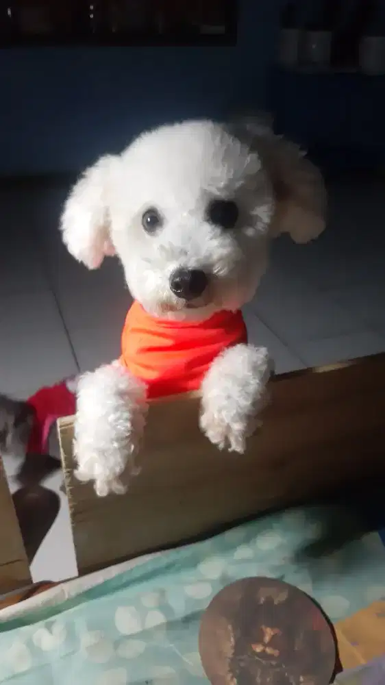 Bichon frise turunan champion