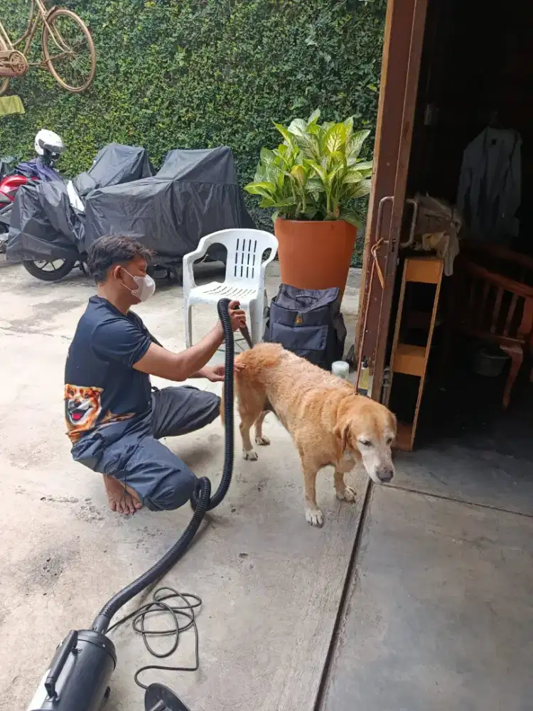 Grooming panggilan sekitar jakarta kucing dan anjing