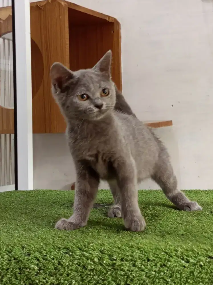 BSH Mix breed blue solid