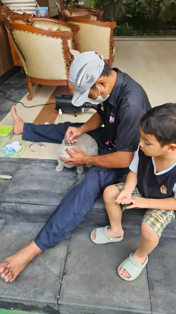 Grooming dengan promo anjing dan kucing jakarta