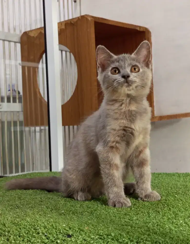 BSH Mix breed Lilac tortie