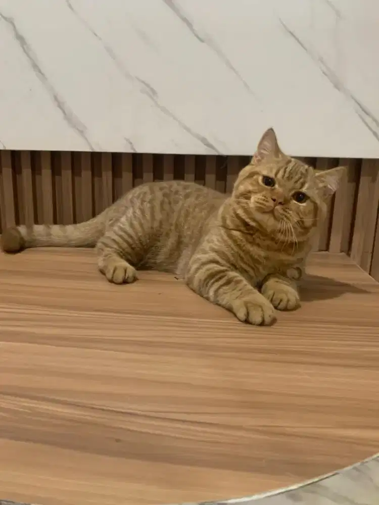 BSH Cinnamon Tabby Jantan